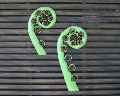 Green Koru Frond
